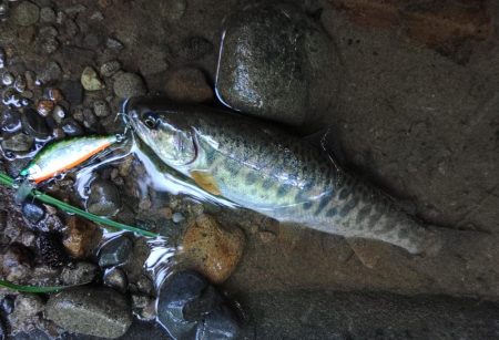 １匹目が川サバ ～長良川水系～